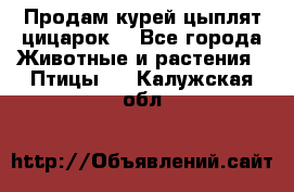 Продам курей цыплят,цицарок. - Все города Животные и растения » Птицы   . Калужская обл.